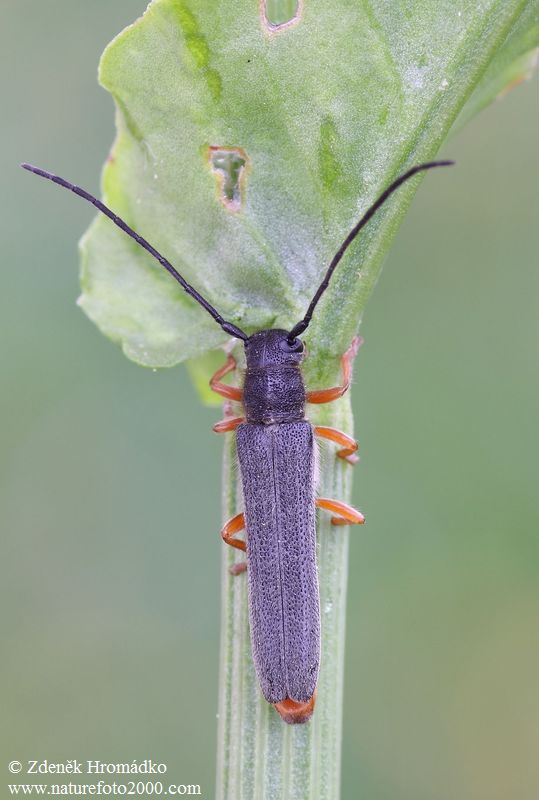 kozlíček, Oberea moravica Kratochvíl, 1989, Cerambycidae (Brouci, Coleoptera)